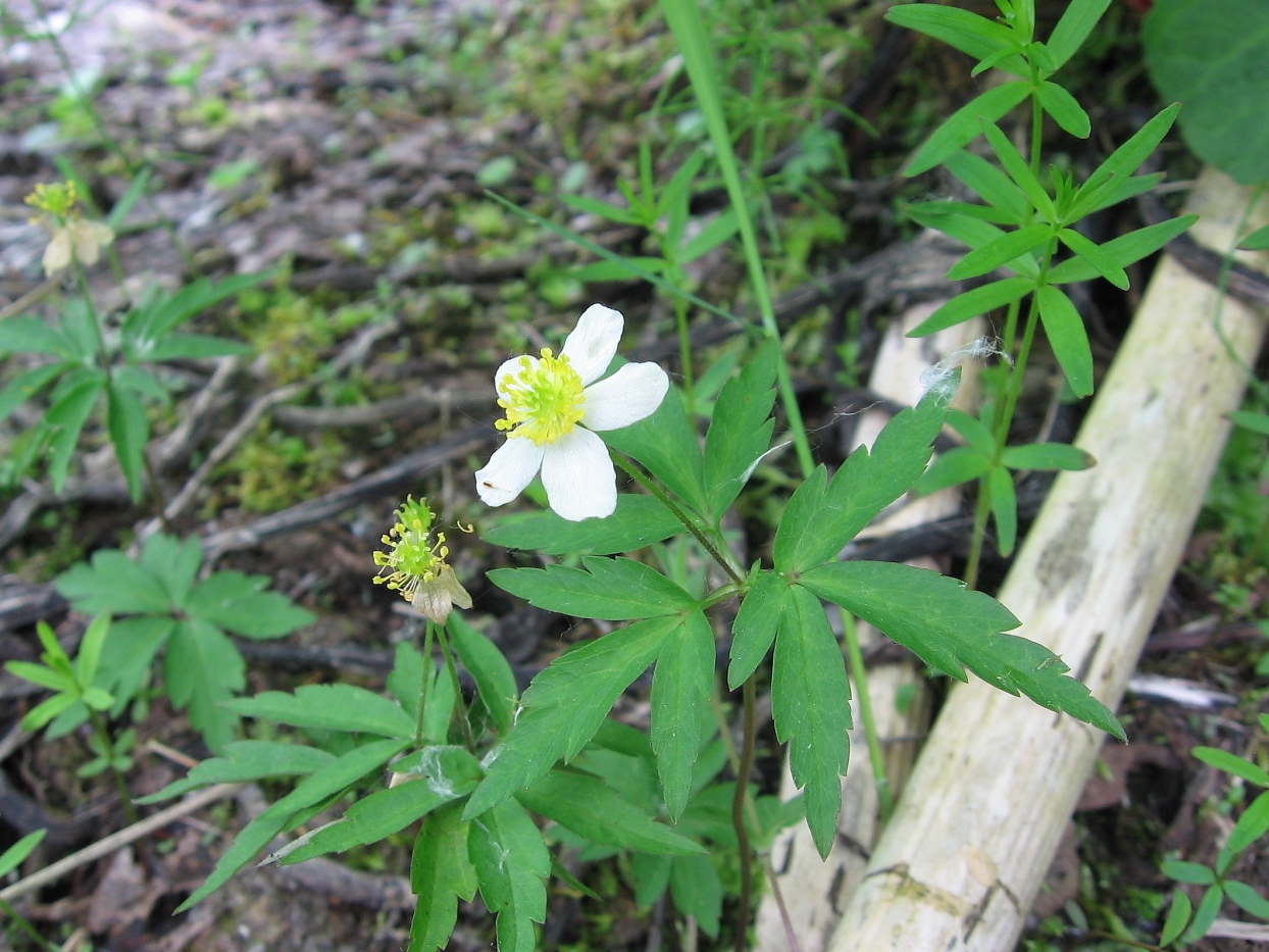 Изображение особи Anemone osinovskiensis.