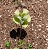 Moluccella laevis