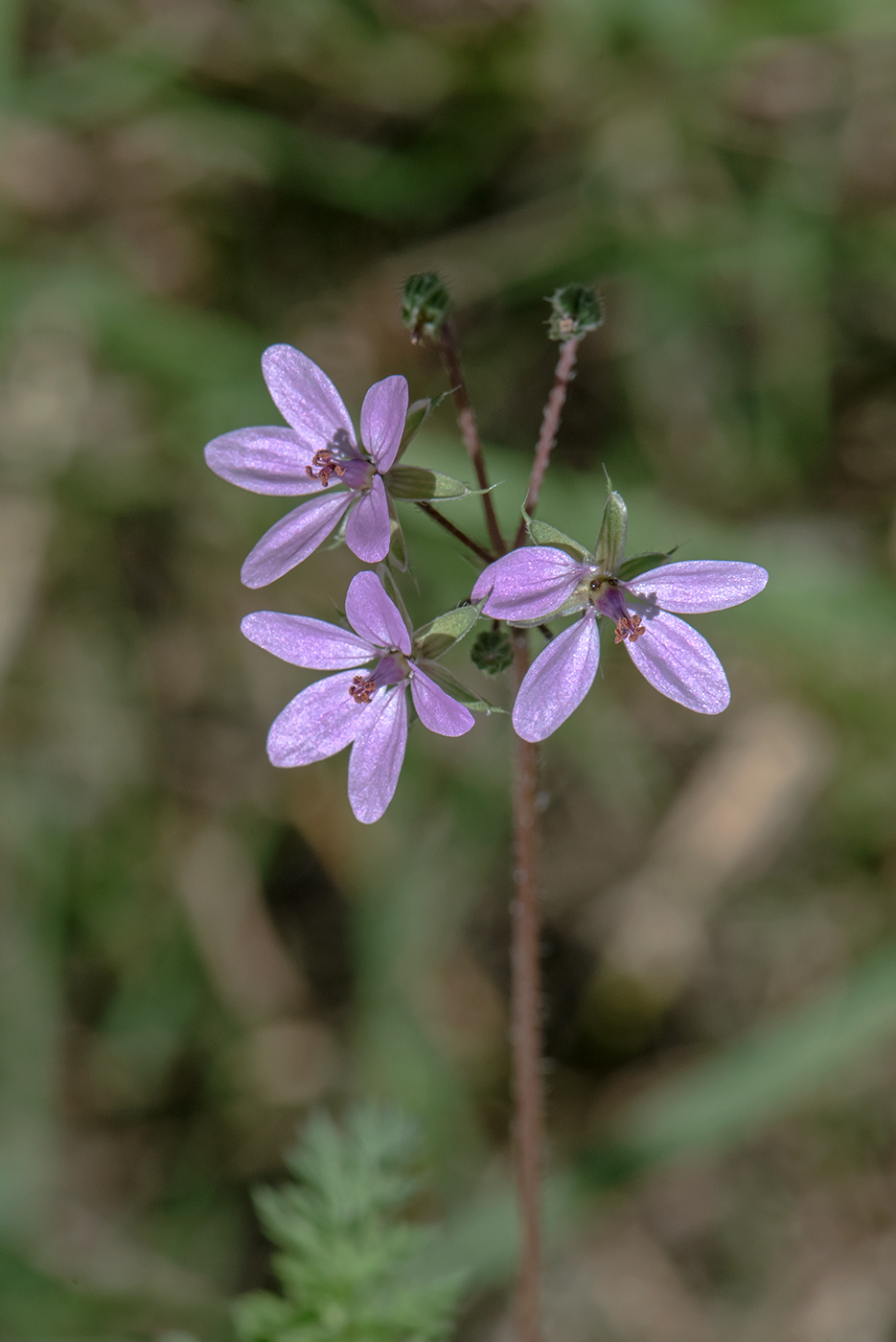 Image of Erodium cicutarium specimen.