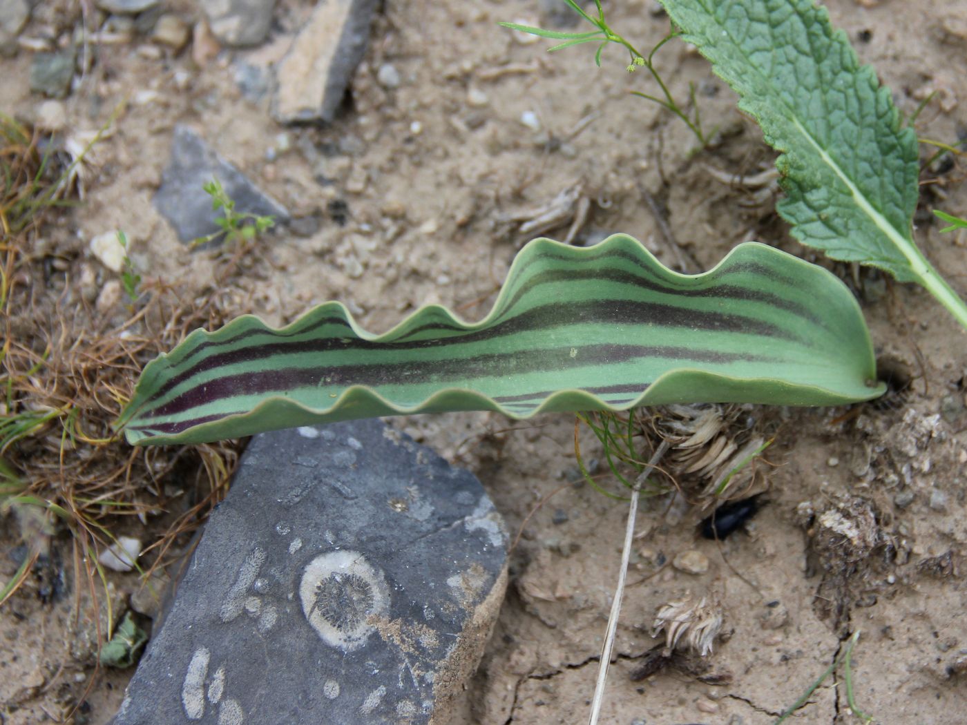 Image of Tulipa micheliana specimen.