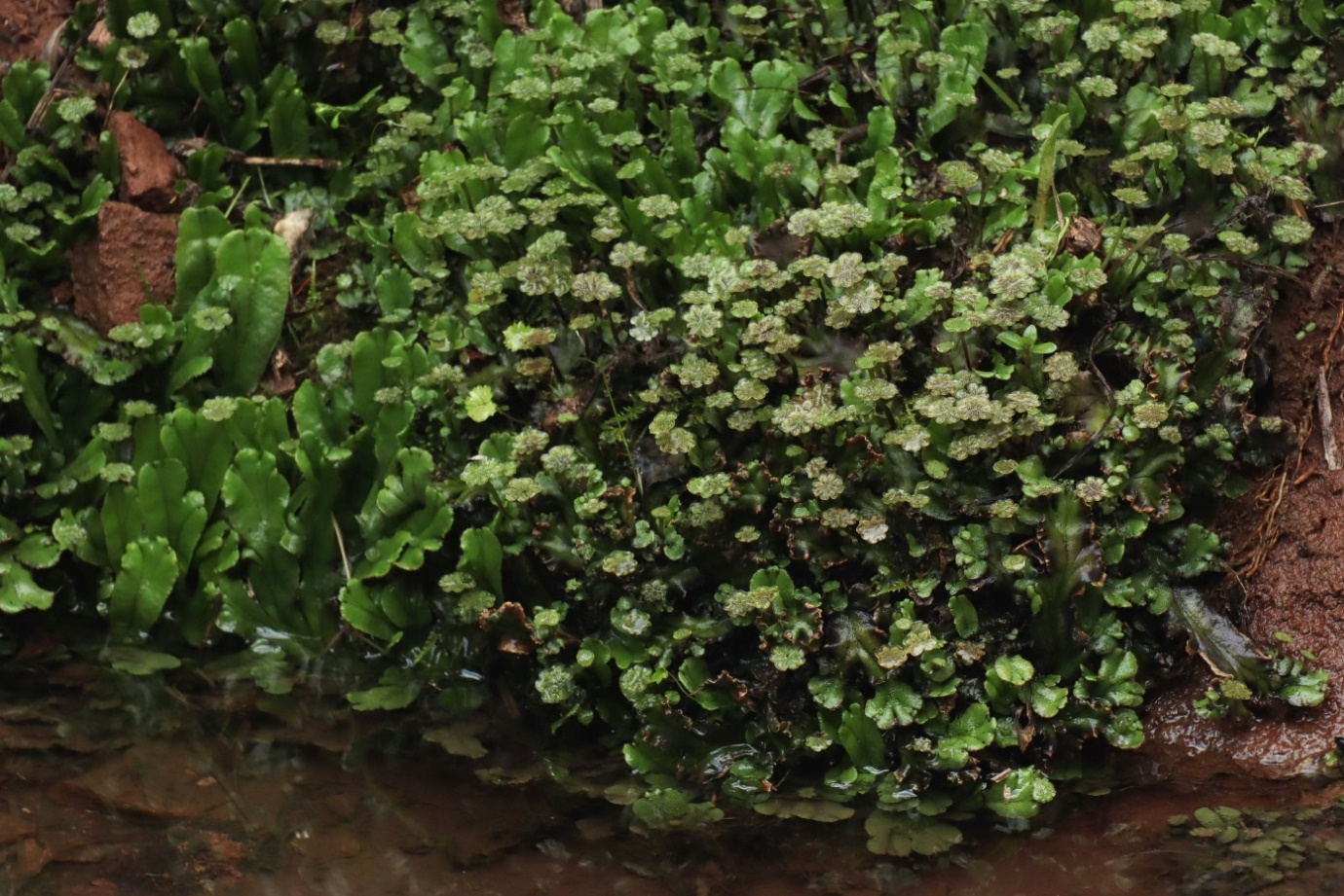 Image of Marchantia polymorpha specimen.