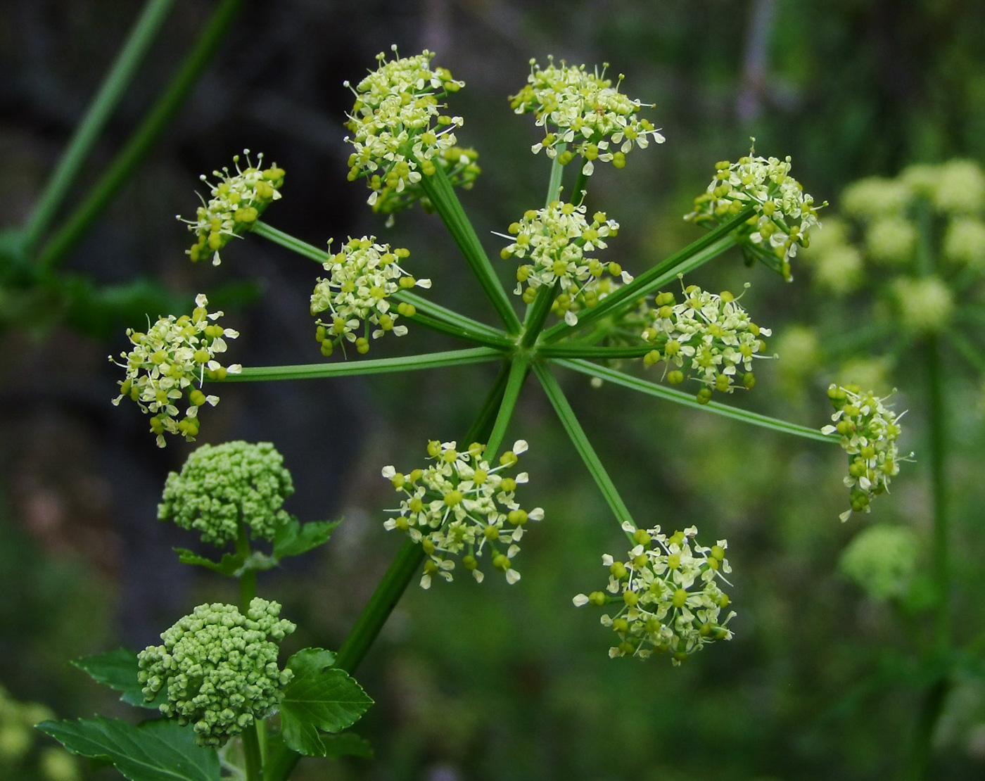 Изображение особи Smyrnium olusatrum.