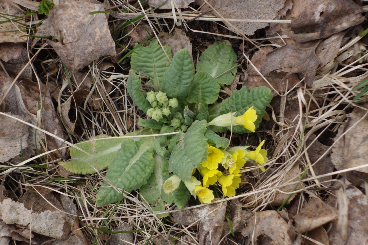 Изображение особи Primula veris.