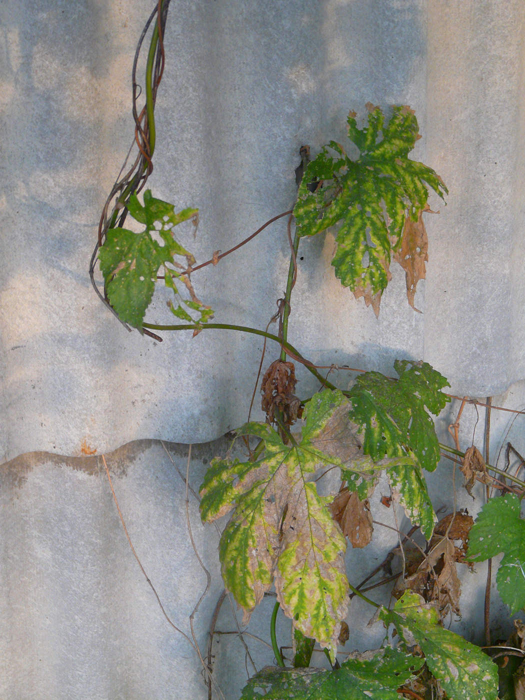 Image of Humulus lupulus specimen.