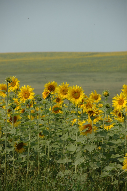 Image of Helianthus annuus specimen.