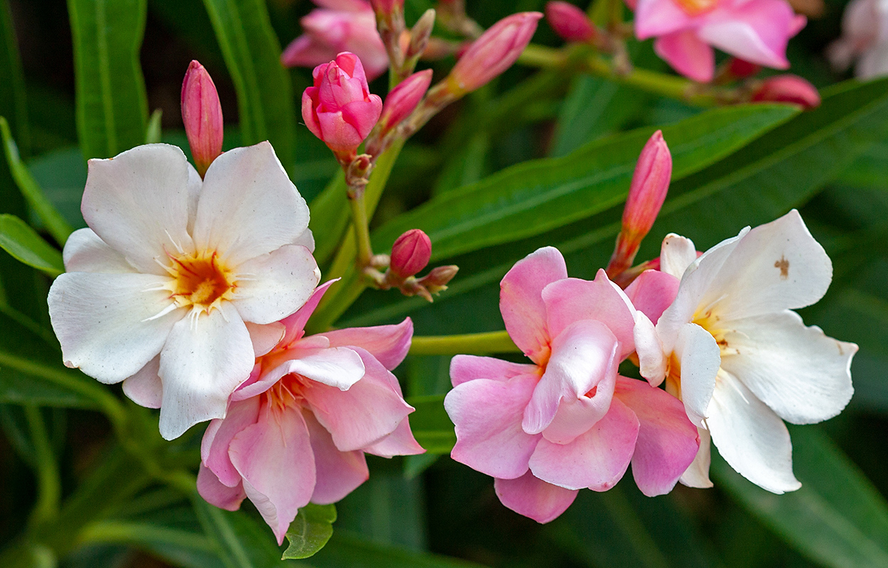 Image of Nerium oleander specimen.