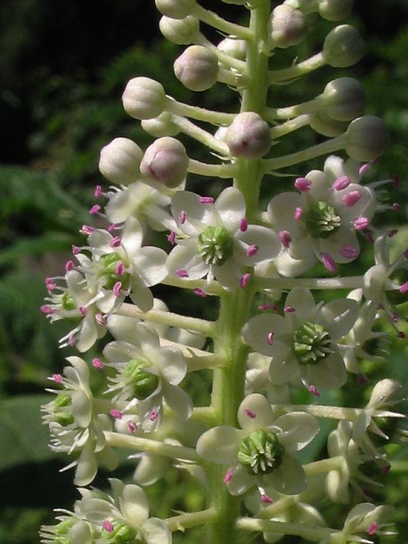 Изображение особи Phytolacca acinosa.