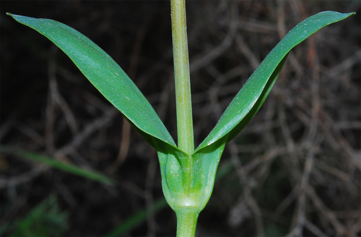 Image of Cerastium perfoliatum specimen.