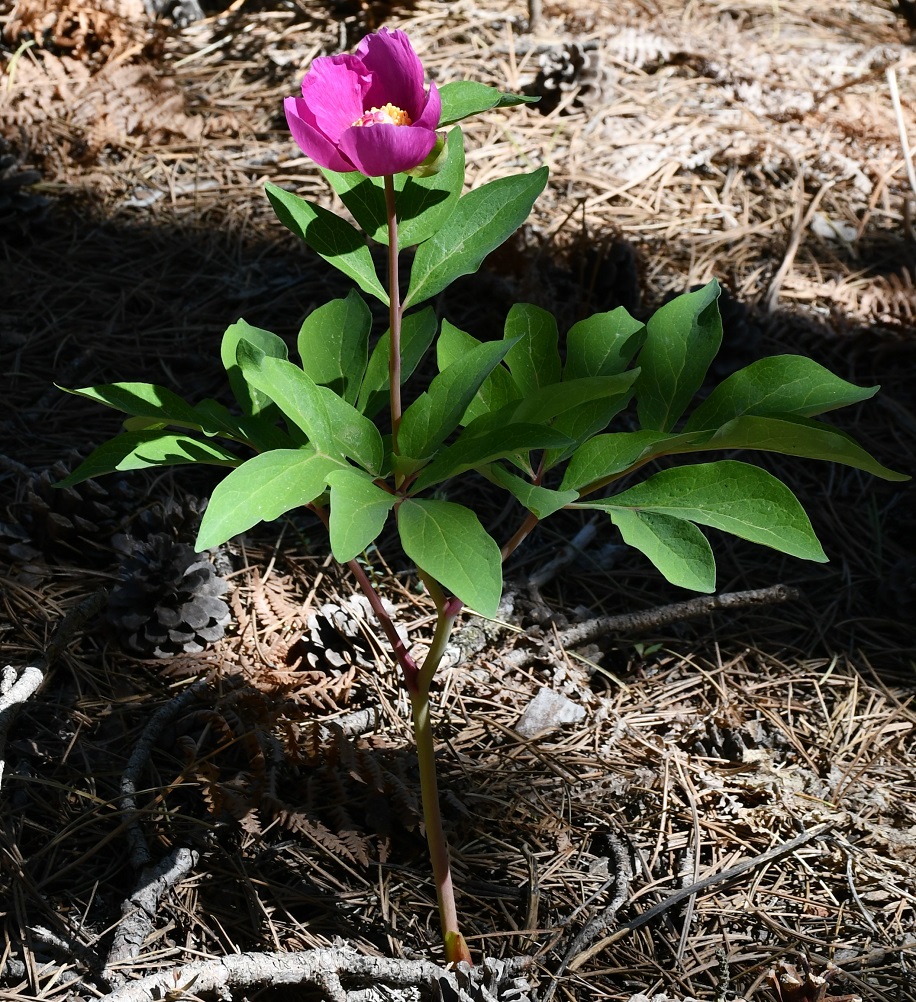 Изображение особи Paeonia mascula.