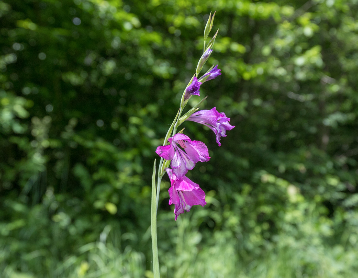 Изображение особи Gladiolus tenuis.