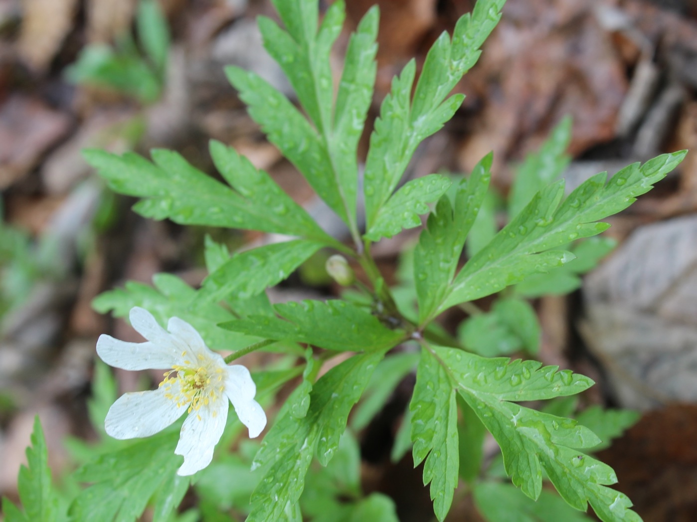 Image of genus Anemone specimen.