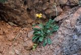 Glaucium squamigerum. Цветущее и плодоносящее растение. Киргизия, Джалал-Абадская обл., Западный Тянь-Шань, долина р. Афлатун, ≈ 1300 м н.у.м., у подножия скалы. 11.07.2022.