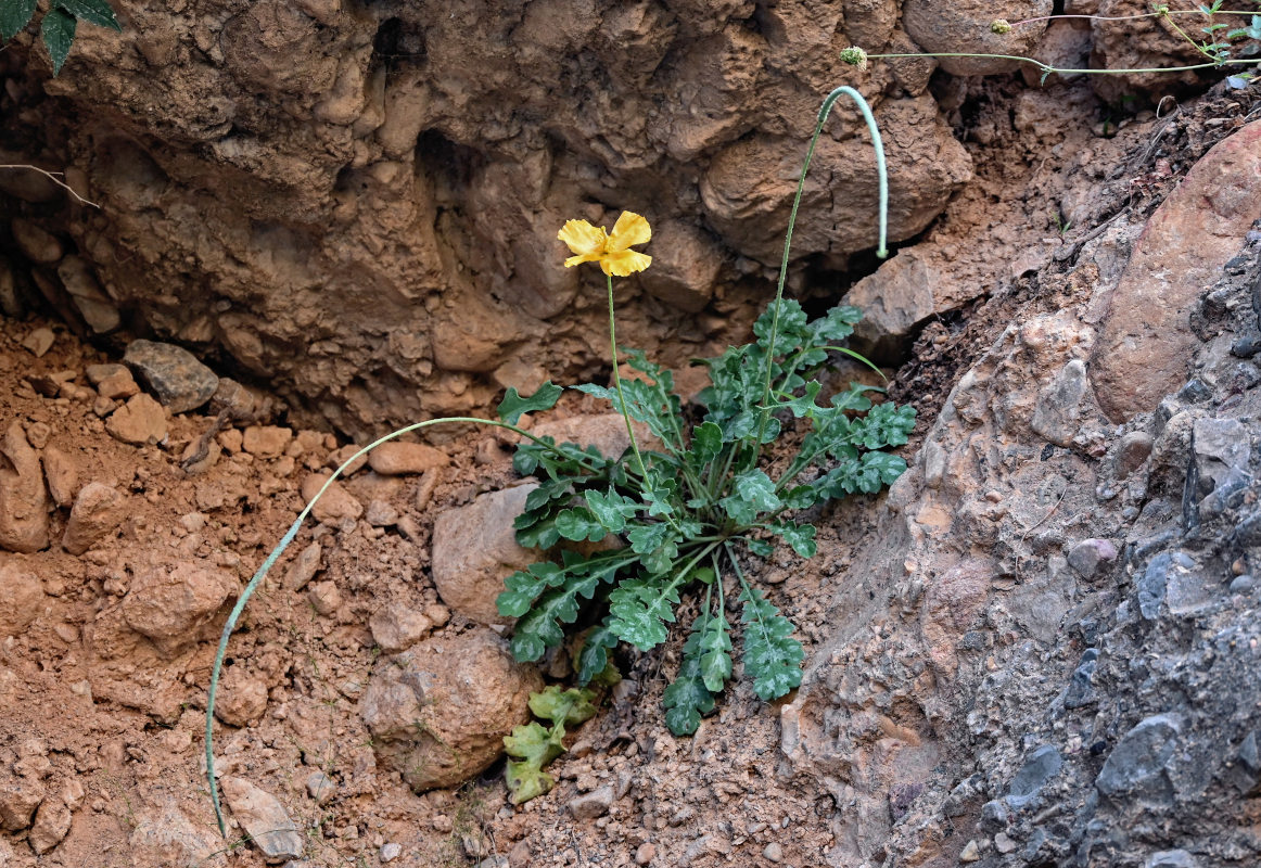 Изображение особи Glaucium squamigerum.