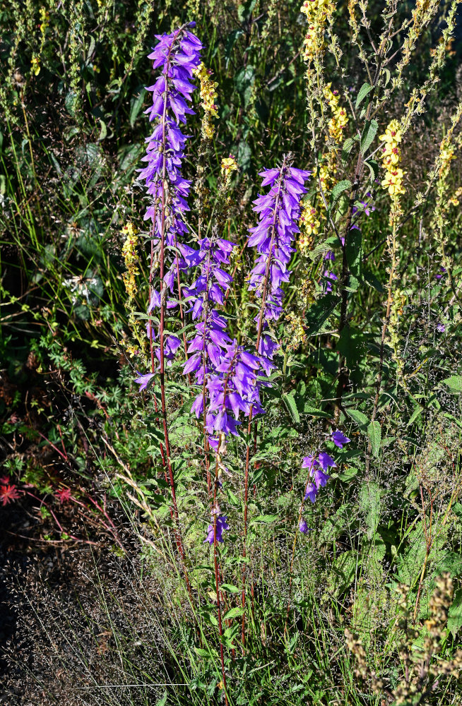 Image of Campanula rapunculoides specimen.