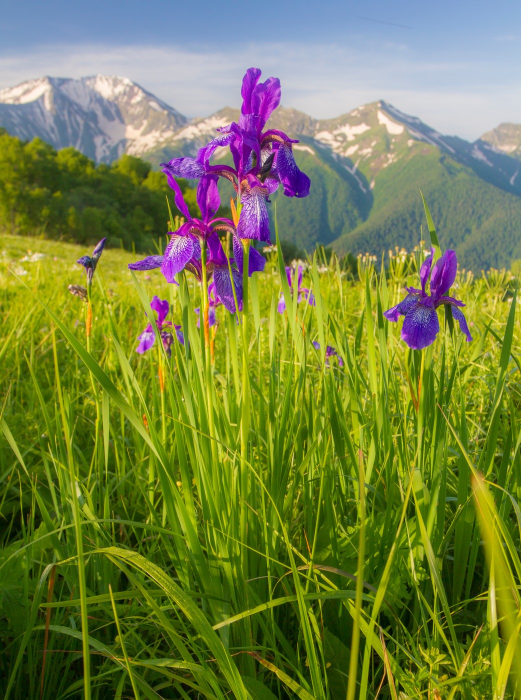 Изображение особи Iris sibirica.