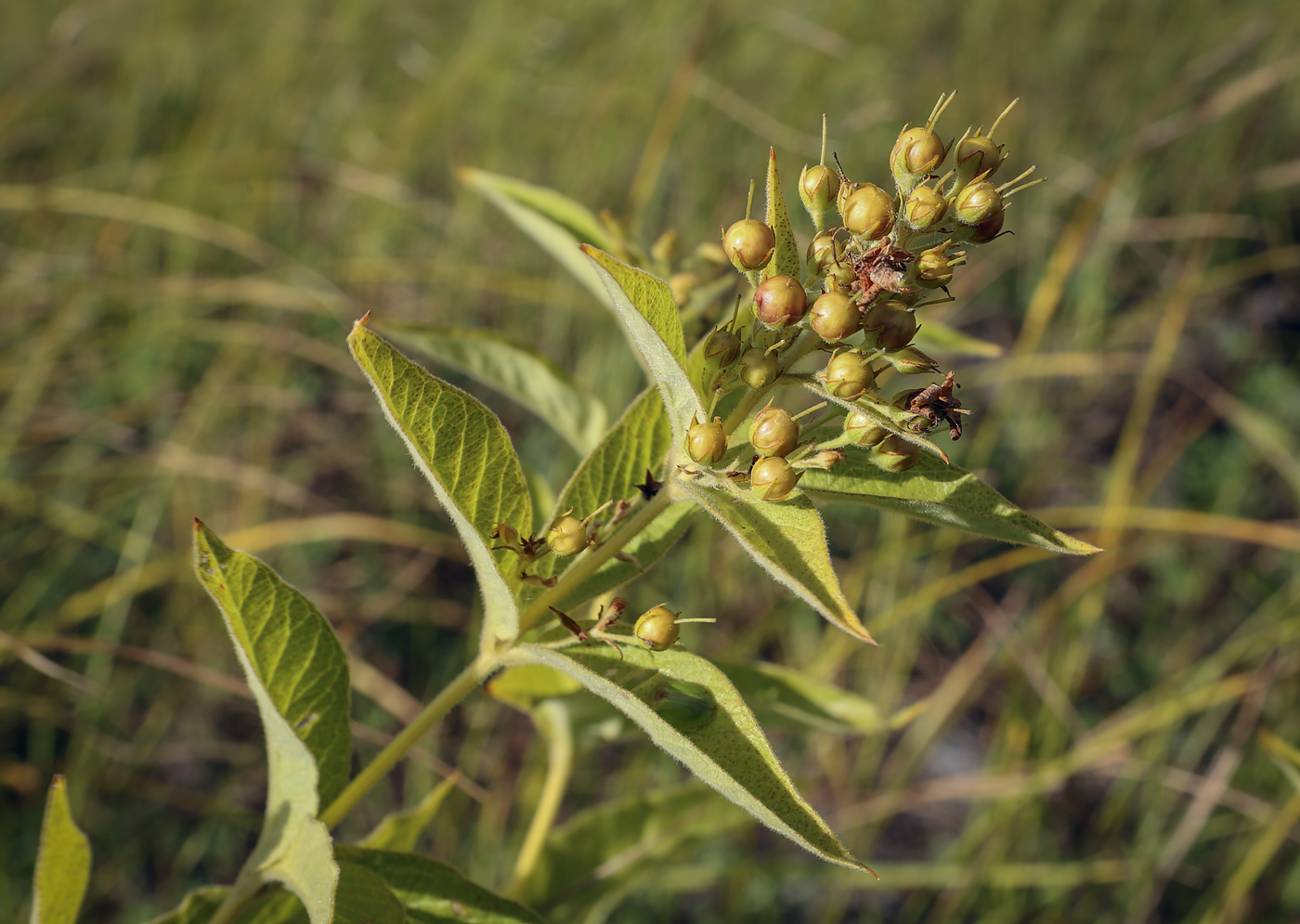 Изображение особи Lysimachia vulgaris.