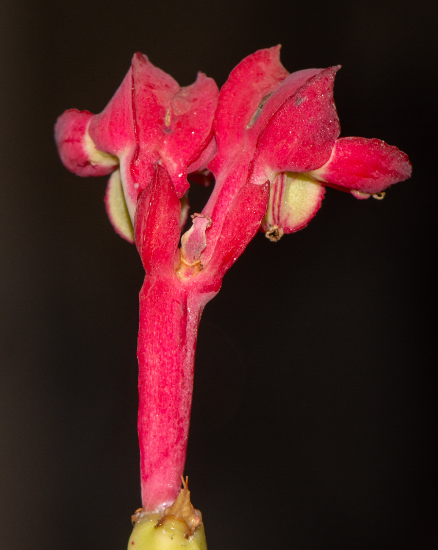 Image of Euphorbia neococcinea specimen.