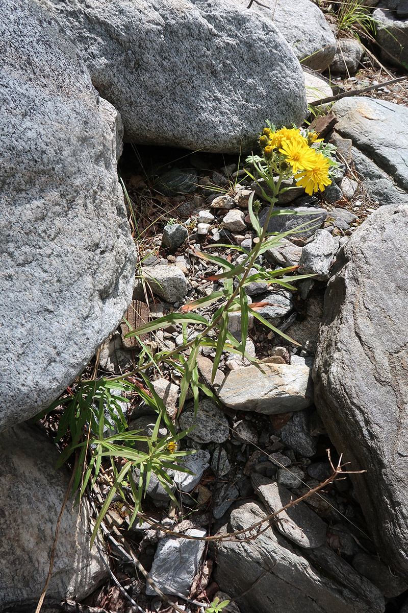 Image of Hieracium umbellatum specimen.