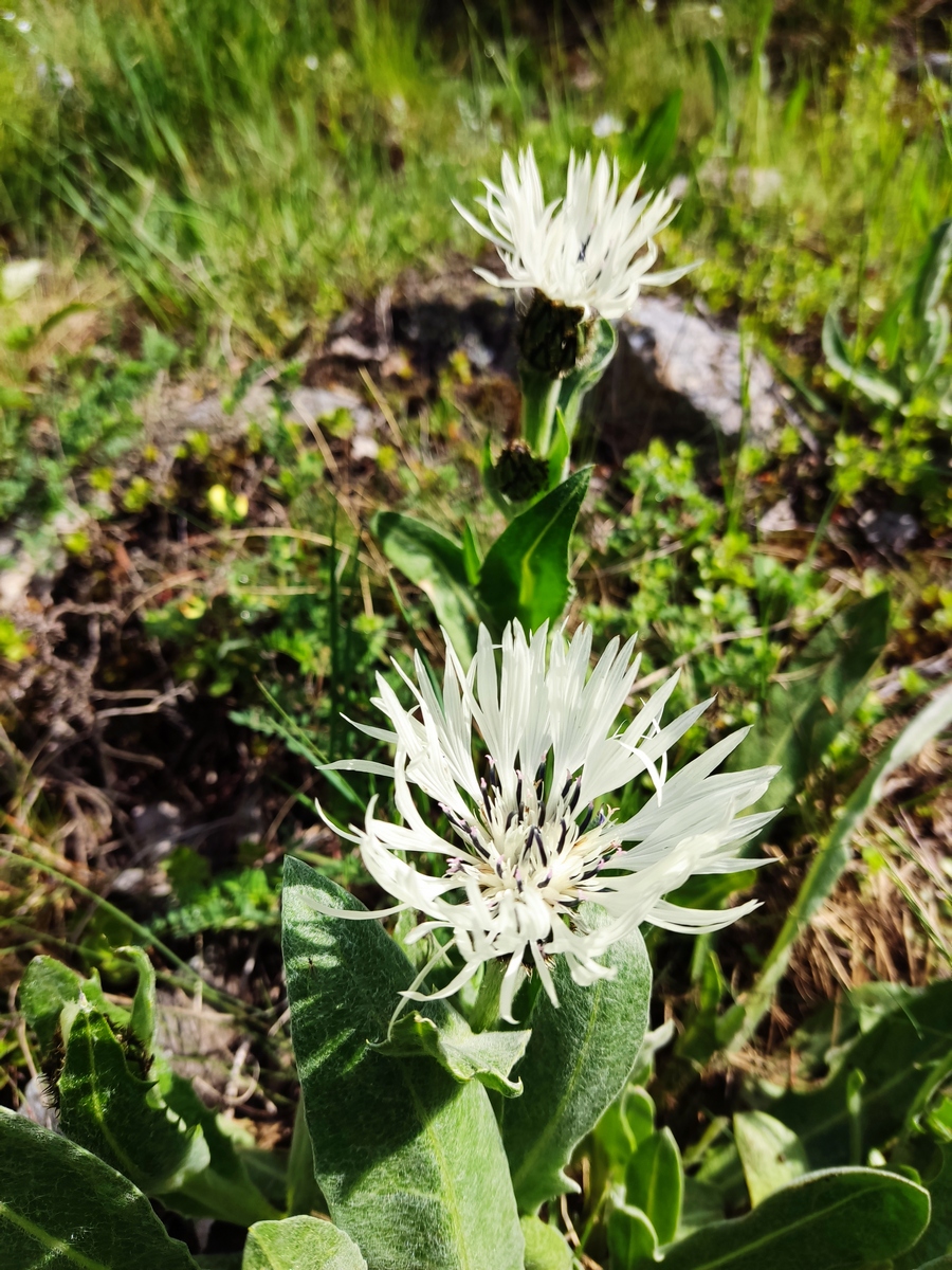 Изображение особи Centaurea cheiranthifolia.