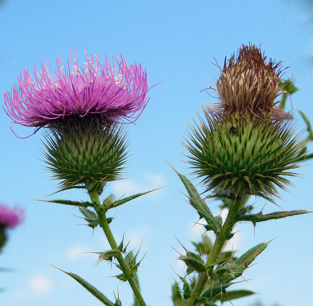 Image of Cirsium ciliatum specimen.