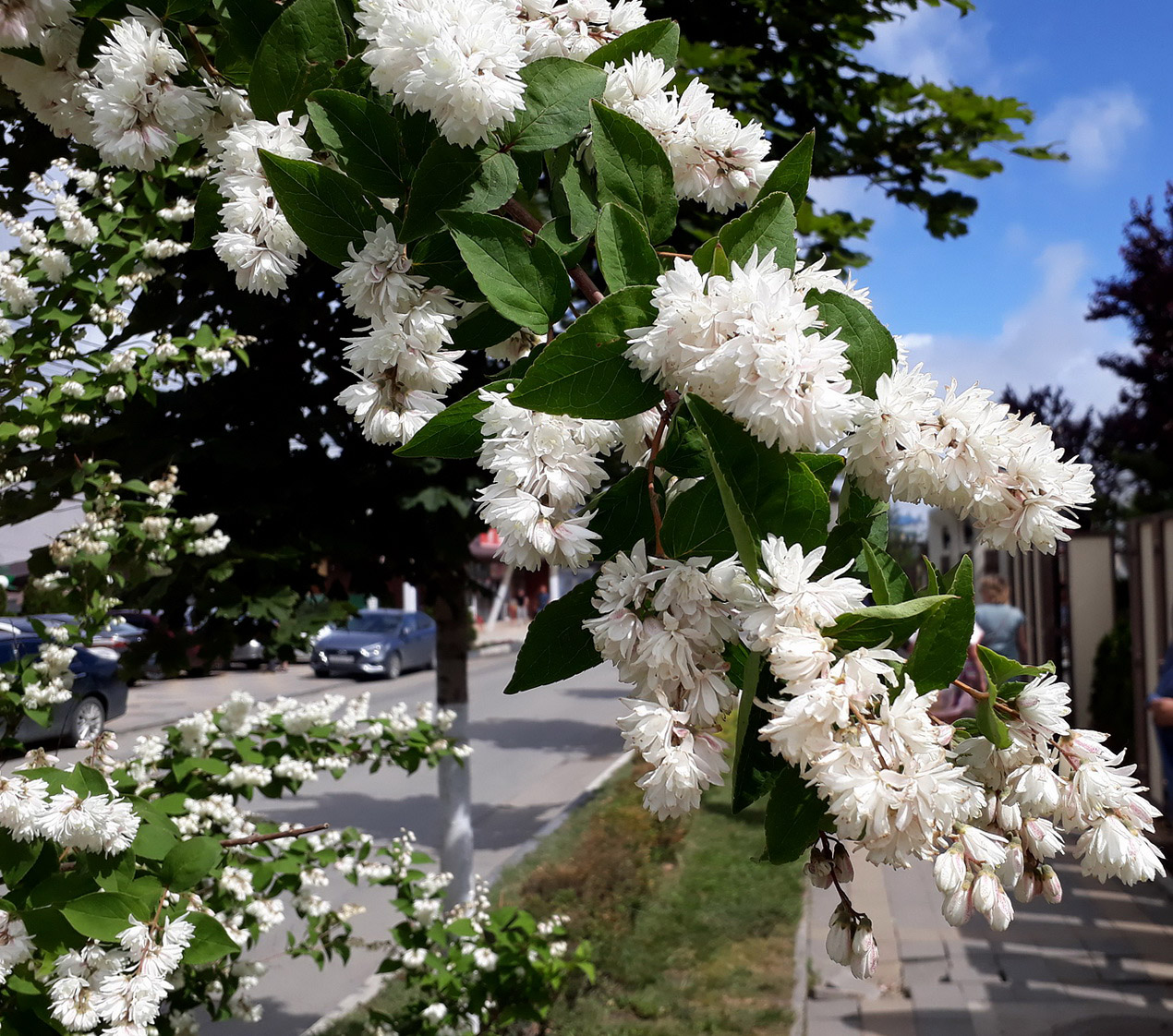 Image of Deutzia scabra var. candidissima specimen.