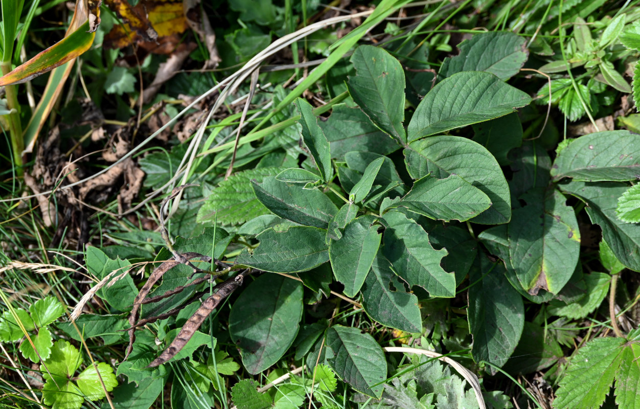 Image of Thermopsis lupinoides specimen.