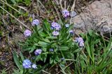 Myosotis alpestris. Цветущее растение. Армения, обл. Арагацотн, гора Арагац, берег оз. Кари, ≈ 3200 м н.у.м., каменистый участок альпийского луга, берег ручья. 20.06.2022.