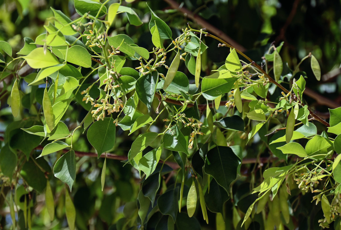 Изображение особи Dalbergia sissoo.