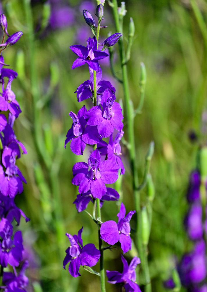 Image of Delphinium hispanicum specimen.