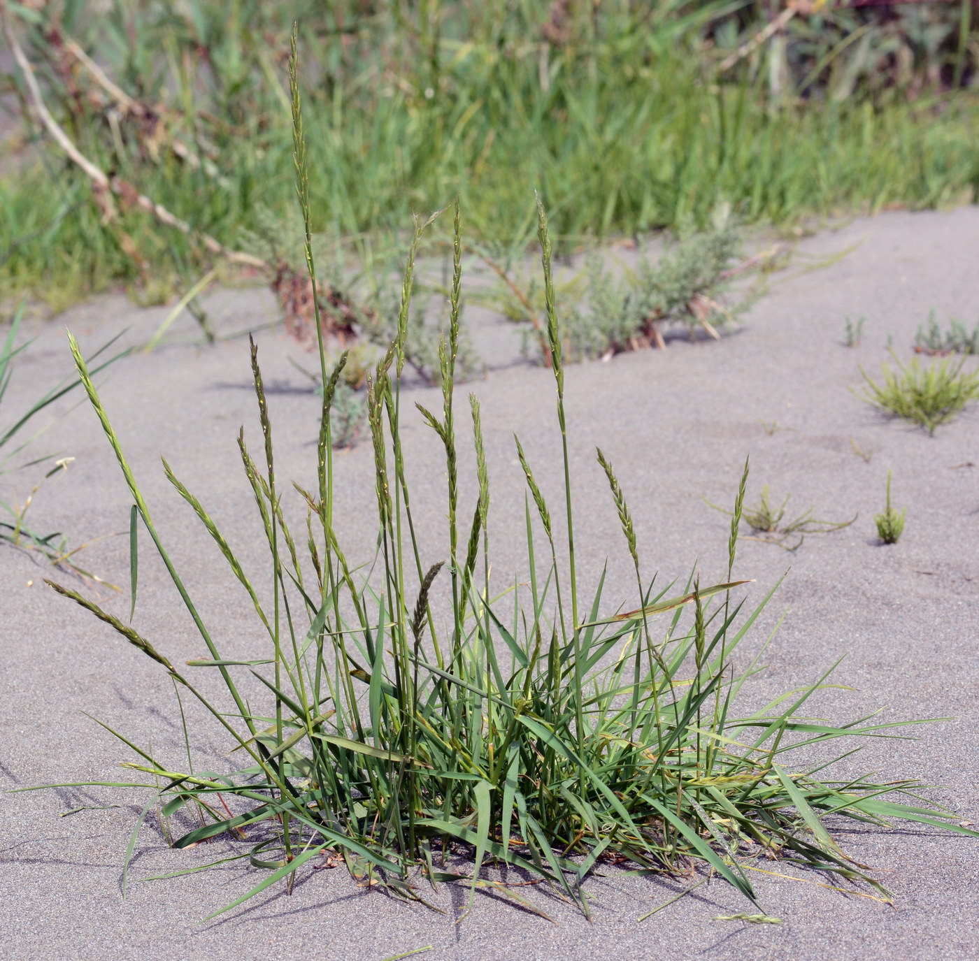 Изображение особи семейство Poaceae.