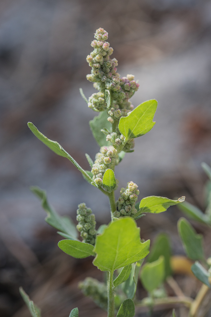 Image of Chenopodium album specimen.