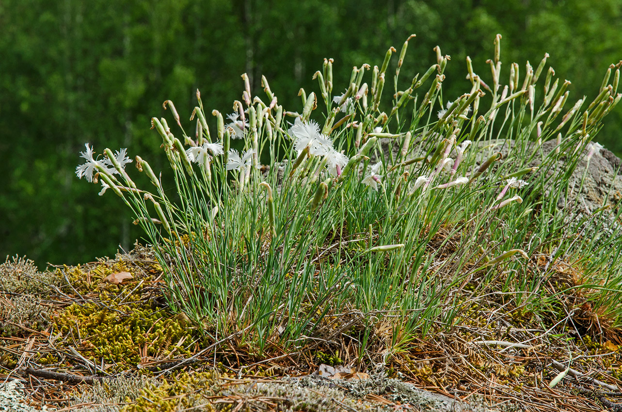 Изображение особи Dianthus acicularis.