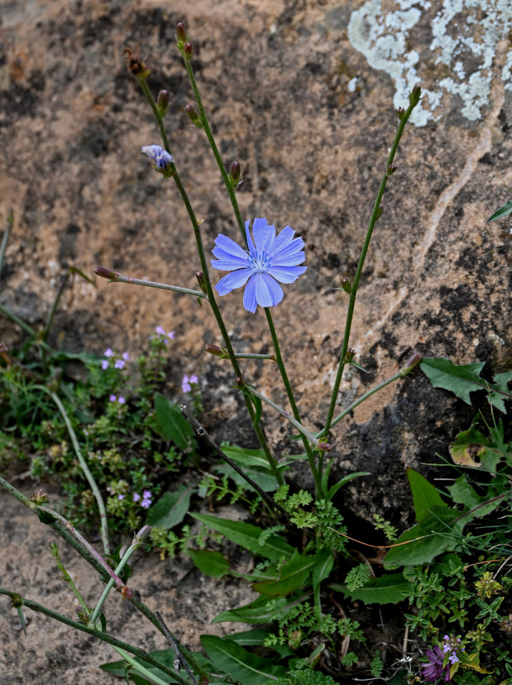 Image of Cichorium intybus specimen.