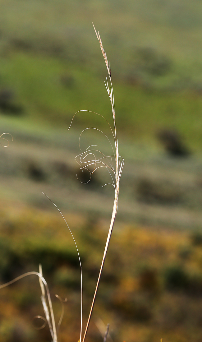 Image of Stipa baicalensis specimen.