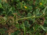 Medicago denticulata