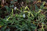 Oberna procumbens