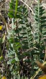 Oxytropis spicata. Листья. Оренбургская обл., Беляевский р-н, Донской сельсовет, Долгие Горы, степной склон. 5 сентября 2023 г.