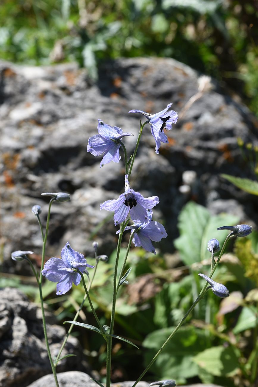 Изображение особи род Delphinium.