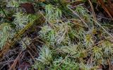 genus Sphagnum. Вегетирующие растения. Московская обл., Орехово-Зуевский гор. округ, берег оз. Горбатое, верховое болото. 23.09.2023.