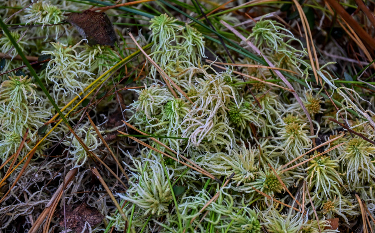 Изображение особи род Sphagnum.