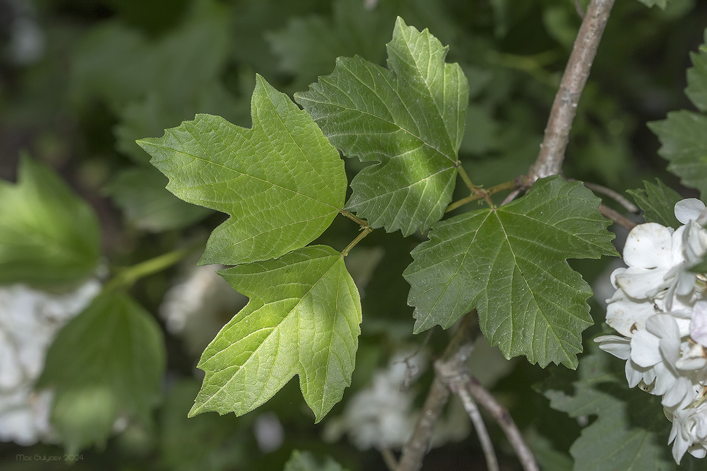 Изображение особи Viburnum opulus f. roseum.