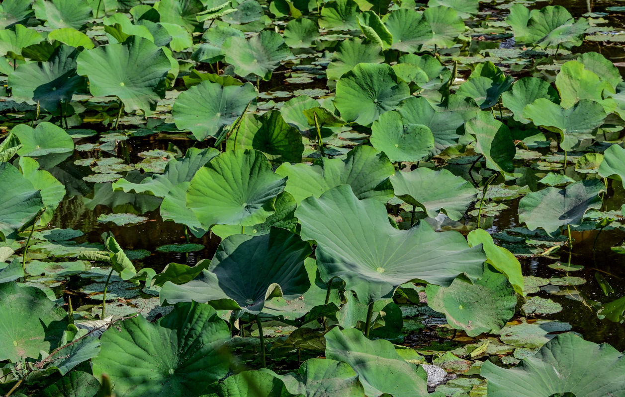 Image of Nelumbo nucifera specimen.