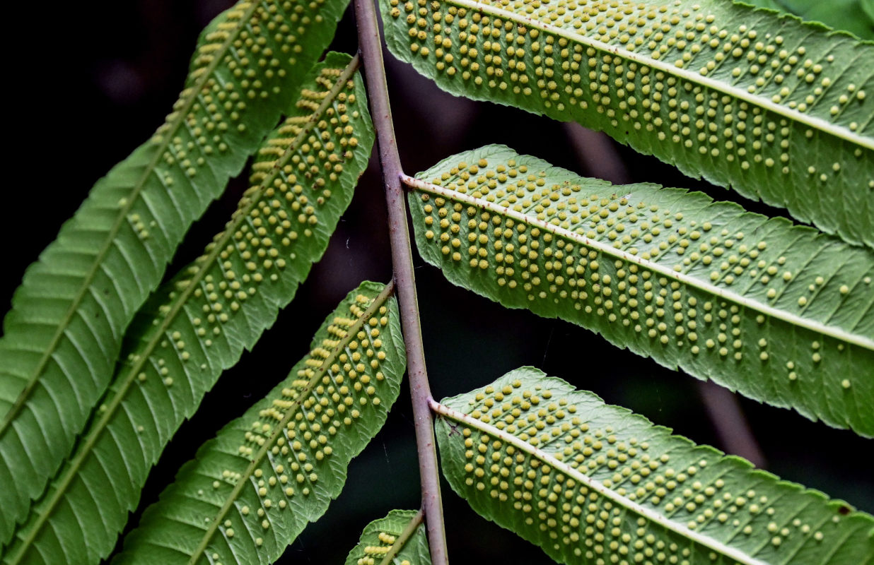 Изображение особи Thelypteris truncata.