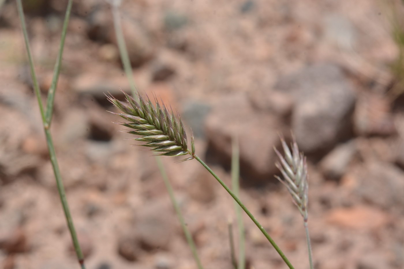 Image of Agropyron pectinatum specimen.