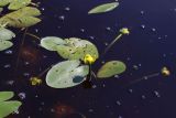 Nuphar pumila