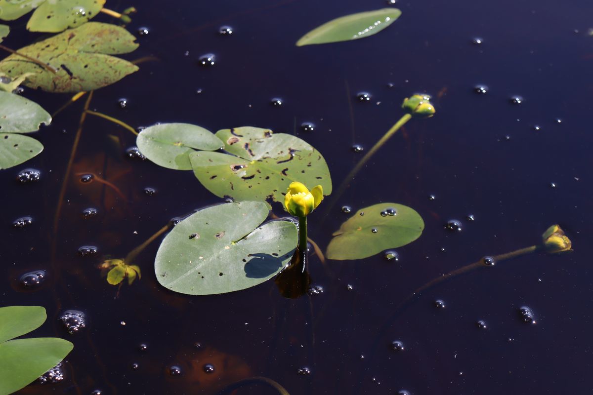 Image of Nuphar pumila specimen.