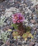 Sempervivum pumilum. Цветущее растение. Кабардино-Балкария, Зольский р-н, северный склон горы Эльбрус, ур. Аэродром, выс. ок. 2650 м н.у.м. 15.07.2024.