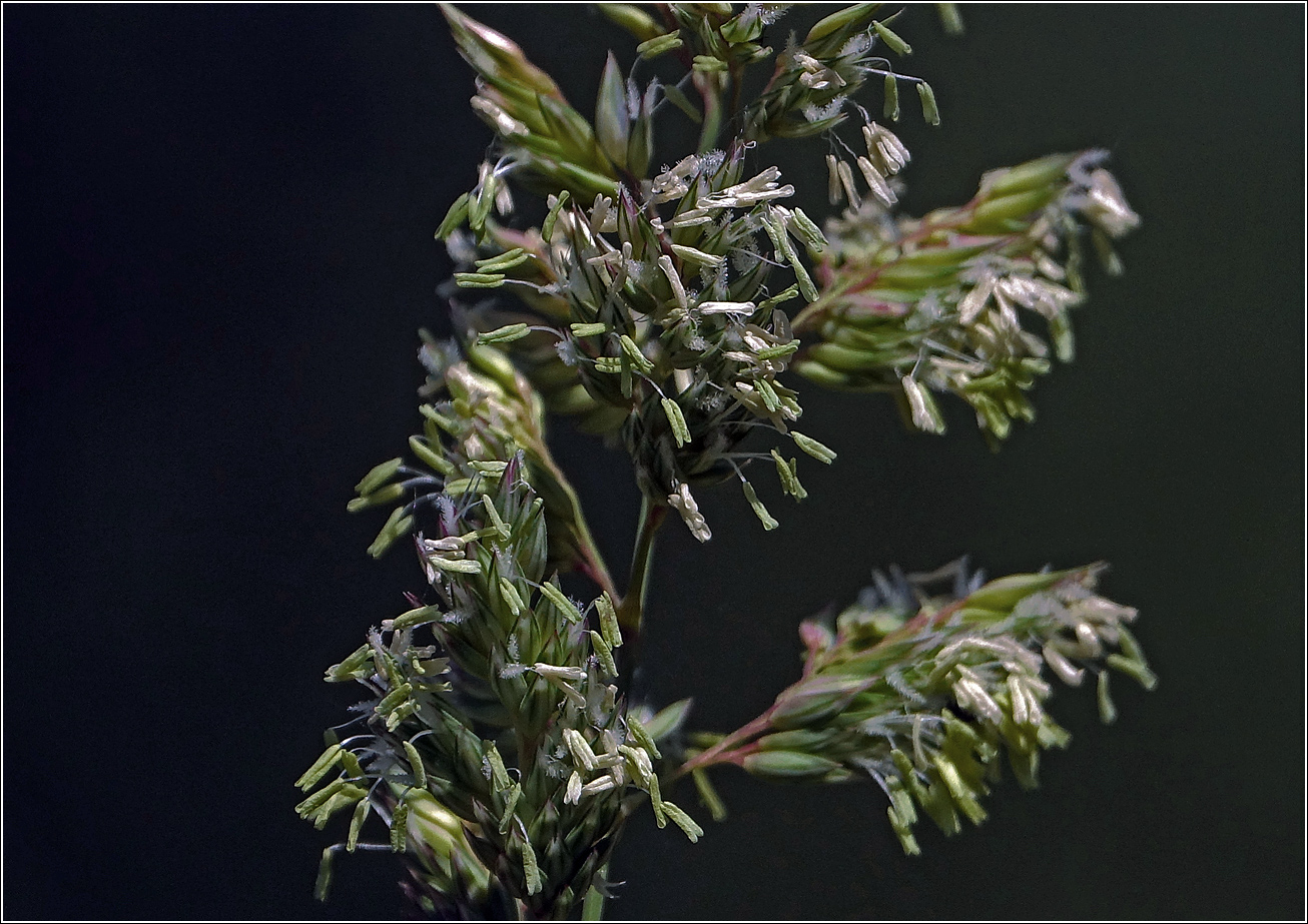 Изображение особи Phalaroides arundinacea.