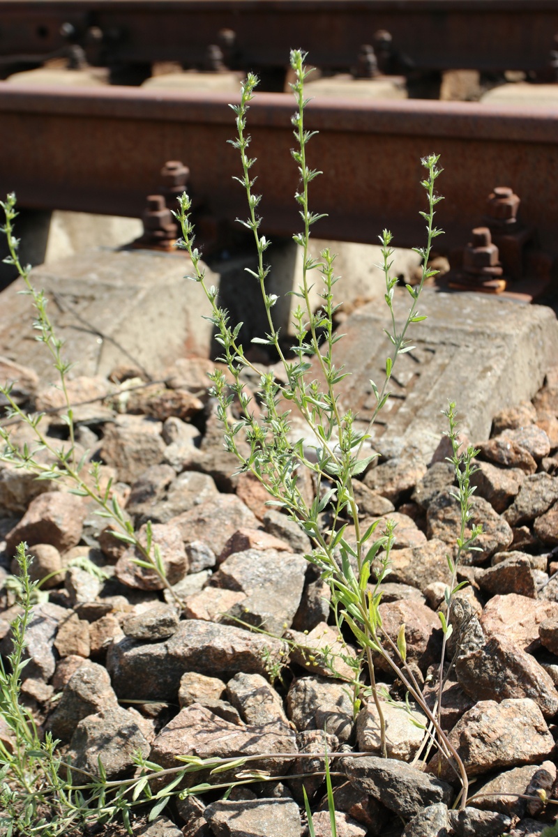 Image of Lithospermum officinale specimen.