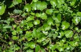 Hydrocotyle ramiflora. Расцветающие растения. Грузия, Аджария, национальный парк \"Мтирала\", опушка широколиственного леса. 17.06.2023.